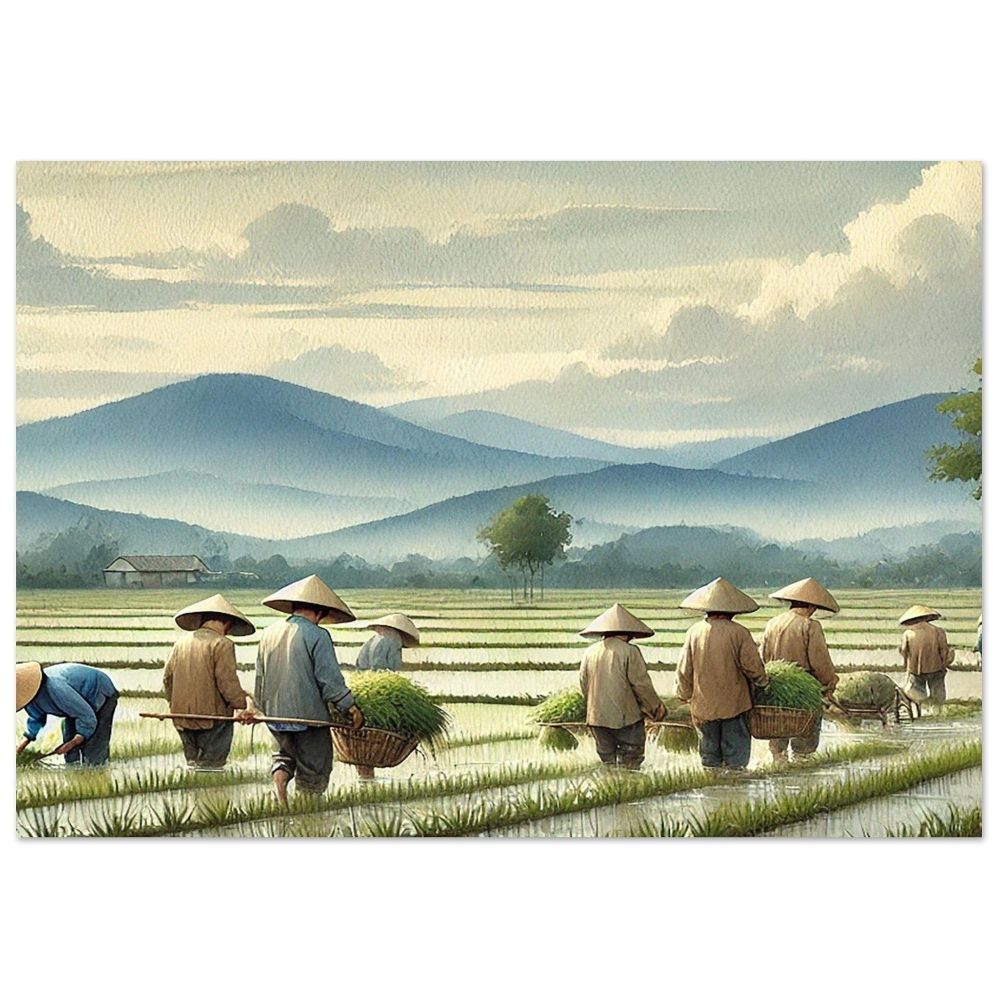 My Store Print Material Horizontal / 70x100 cm / 28x40″ Paddy Rice Farming Two Aluminum Print