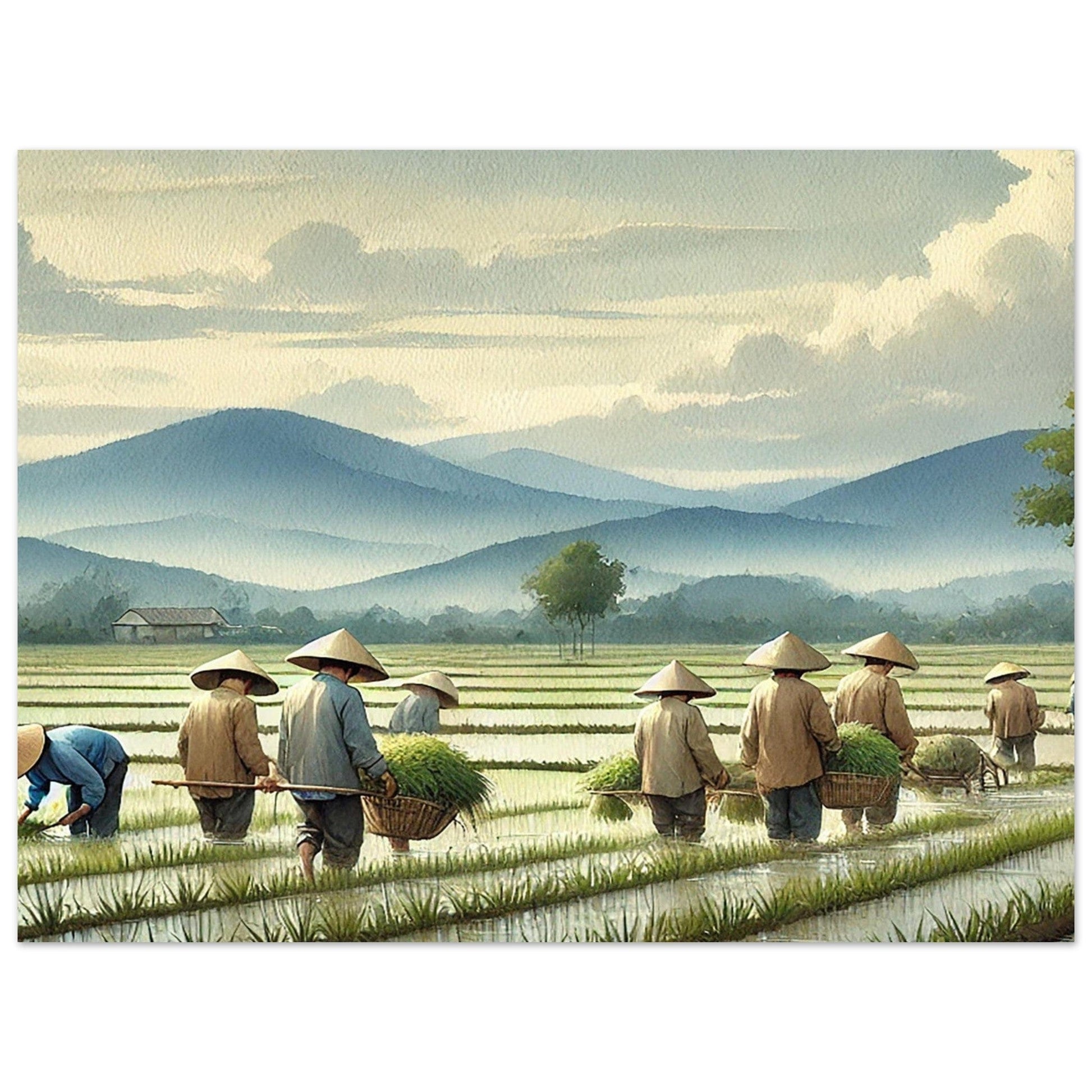 My Store Print Material Horizontal / 60x80 cm / 24x32″ Paddy Rice Farming Two Aluminum Print