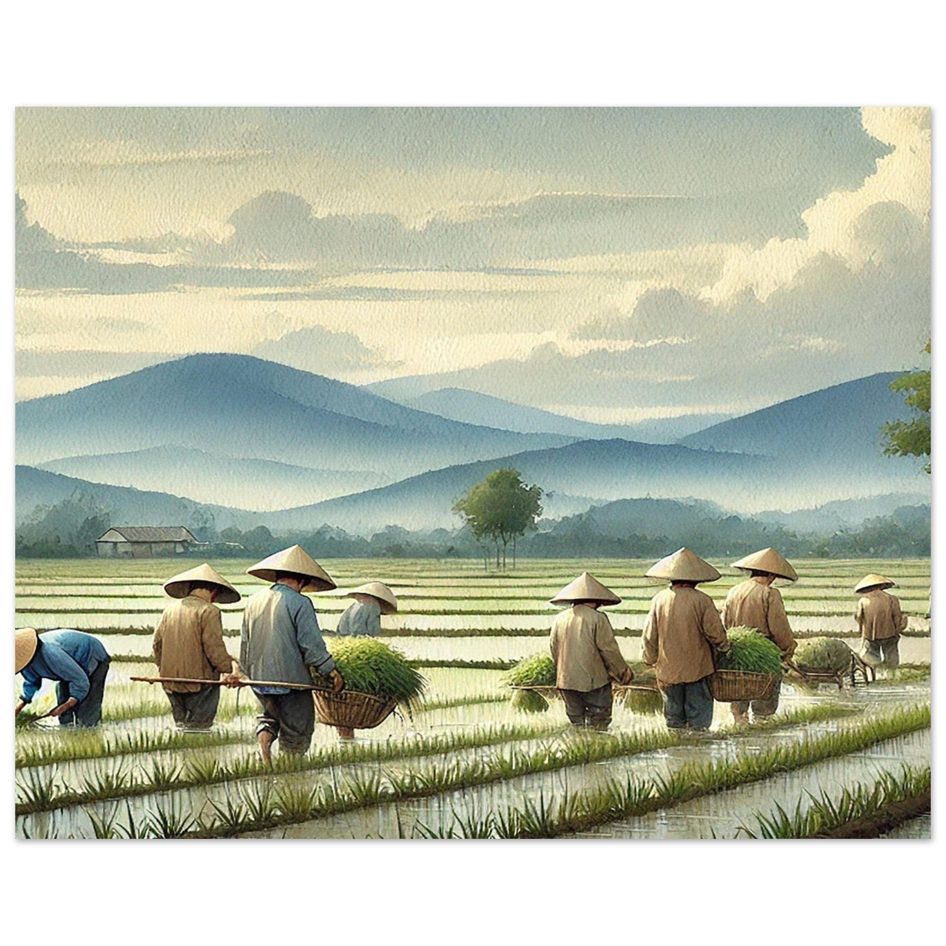My Store Print Material Horizontal / 40x50 cm / 16x20″ Paddy Rice Farming Two Aluminum Print