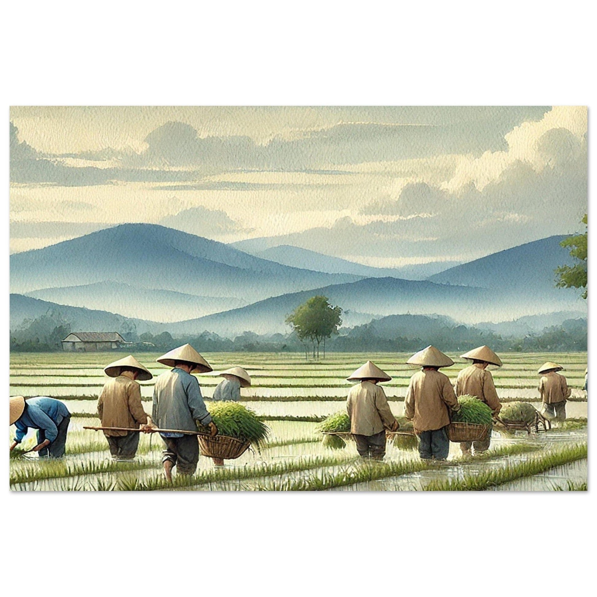 My Store Print Material Horizontal / 60x90 cm / 24x36″ Paddy Rice Farming Two Aluminum Print
